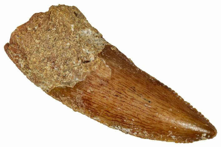 Bargain, Raptor Tooth - Real Dinosaur Tooth #332922